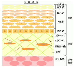 皮膚の構造